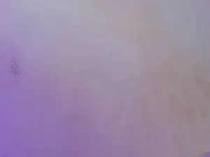 Cam4 Best Webcam of Allison_Star1