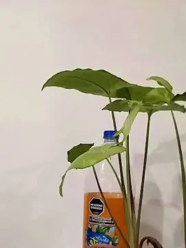 Cam4 Live Porn of Miquilu04