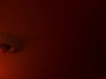 Chaturbate Best Webcam of im_maitee